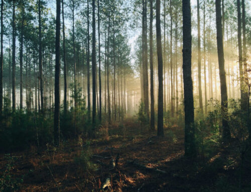 Forest for the Trees: How to Fix a Stagnant B2B Funnel